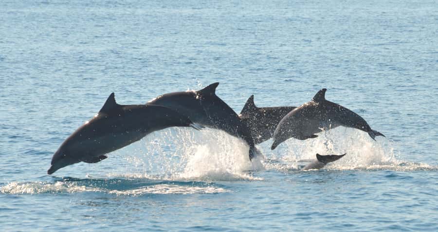 Fraser Island 4-Hour Eco-Sailing Adventure - Great Sandy Strait sailing on a small, modern catamaran