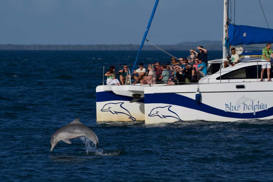 Fraser Island 4-Hour Eco-Sailing Adventure - Price and value: what $77 buys in a half-day marine adventure