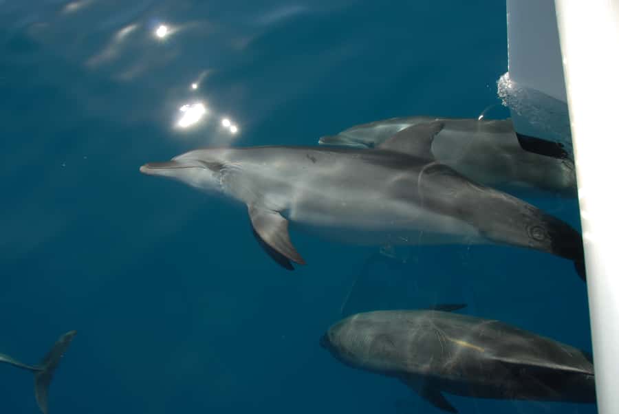 Fraser Island 4-Hour Eco-Sailing Adventure - Wildlife odds: dolphins, dugongs, turtles, and the whale bonus