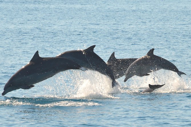 Fraser Island & Dolphin Sailing Adventure - Why this morning dolphin cruise fits Hervey Bay life