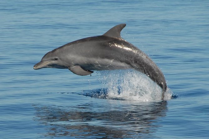 Fraser Island & Dolphin Sailing Adventure - The search in Great Sandy Strait: dolphins, dugongs, and turtles