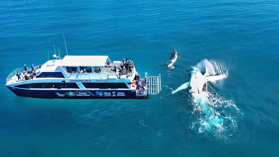 Fraser Island (K'gari): Remote Island and Whale Experience - Why the Remote Side of K’gari Makes Whale Watching Feel Better
