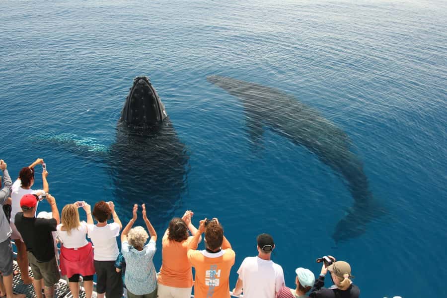 Fraser Island (K'gari): Remote Island and Whale Experience - Wathumba Creek: Snorkel, Kayak, Tube, Walk, and Sand Dune Work
