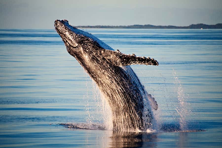 Fraser Island (K'gari): Remote Island and Whale Experience - Crew Style: Commentary That Helps You See More