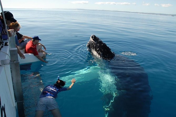 Fraser Island Whale Watch Encounter - Key highlights that matter on the day