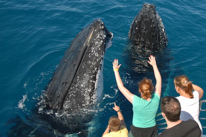 Fraser Island Whale Watch Encounter - The 7:30am start in Hervey Bay, and how the boat day actually feels