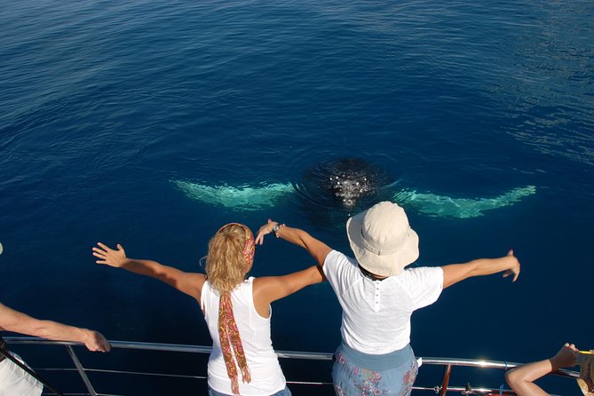 Fraser Island Whale Watch Encounter - When whales arrive: safe close viewing from the submerged platform