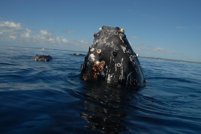 Fraser Island Whale Watch Encounter - Lunch, tea, and keeping your energy up for an all-day outing