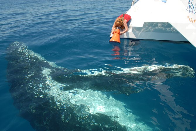 Fraser Island Whale Watch Encounter - Price and value: is €115.44 a smart spend?