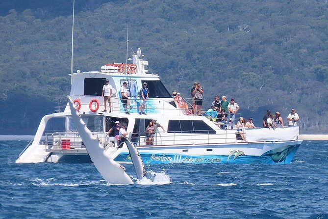 Freedom 3/4 Day Hervey Bay Premium Whale Watching Cruise - Hervey Bay pickup and a catamaran day that actually feels comfortable