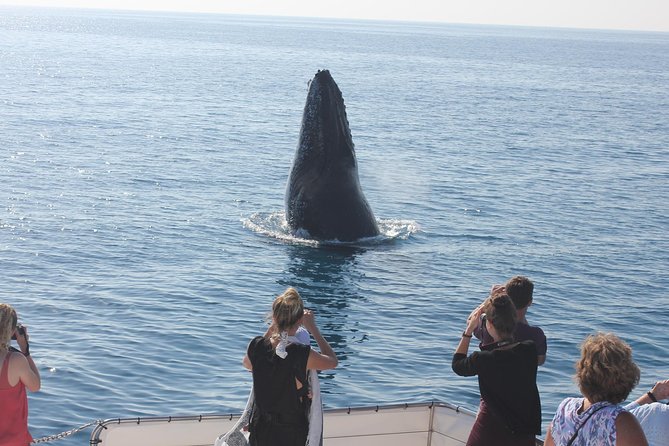 Freedom 3/4 Day Hervey Bay Premium Whale Watching Cruise - Morning tea to the lunch buffet, eating well while you chase whales