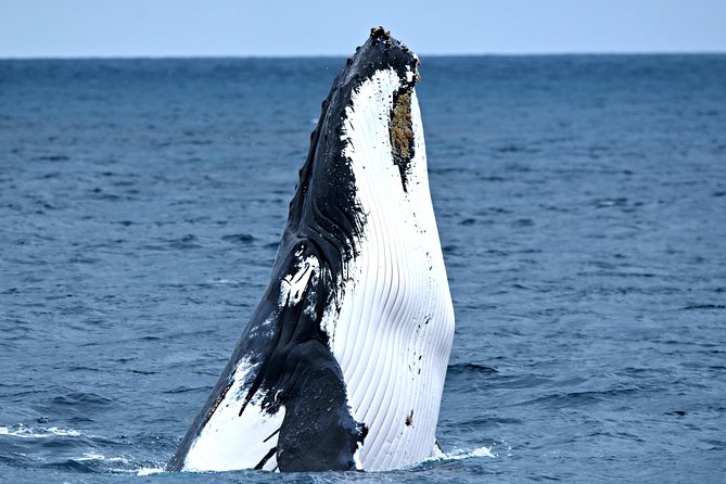 Fremantle to Rottnest Island Roundtrip Ferry Ticket - Rottnest Island Arrival by the Visitor Centre: You Start Immediately