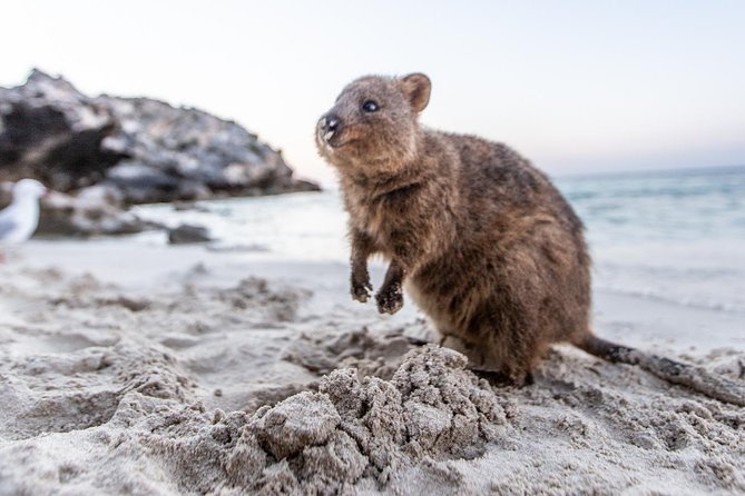 Fremantle to Rottnest Island Roundtrip Ferry Ticket - One-Day Rotation: Beaches, Hiking, and Quokka-Spotting in Real Time