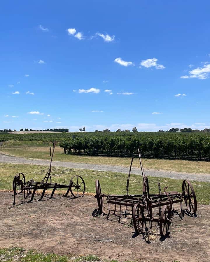 From Adelaide: Barossa to Hahndorf Wine Tasting and Lunch - Kies Family Wines: lunch plus tasting in one stretch