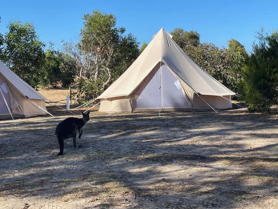 From Adelaide: Kangaroo Island Epic 2-Day Small Group Tour - Kangaroo Island Epic 2-Day Small Group: The Best Parts, in Plain English