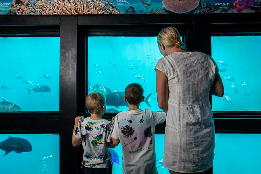 From Airlie Beach: Great Barrier Reef Adventure Cruise - Reefworld at Hardy Reef: What this 10-hour day is really about