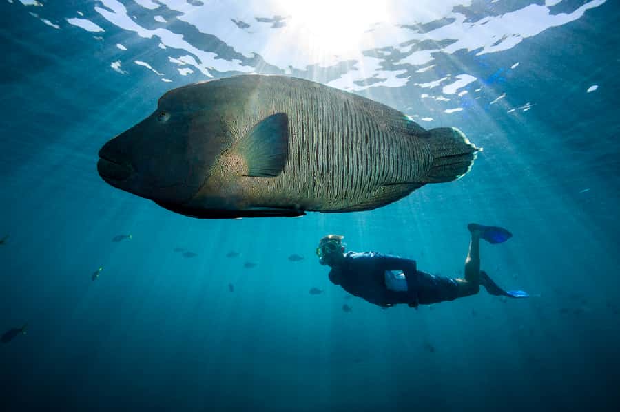 From Airlie Beach: Great Barrier Reef Adventure Cruise - Crew energy and safety: how the staff shape the whole day