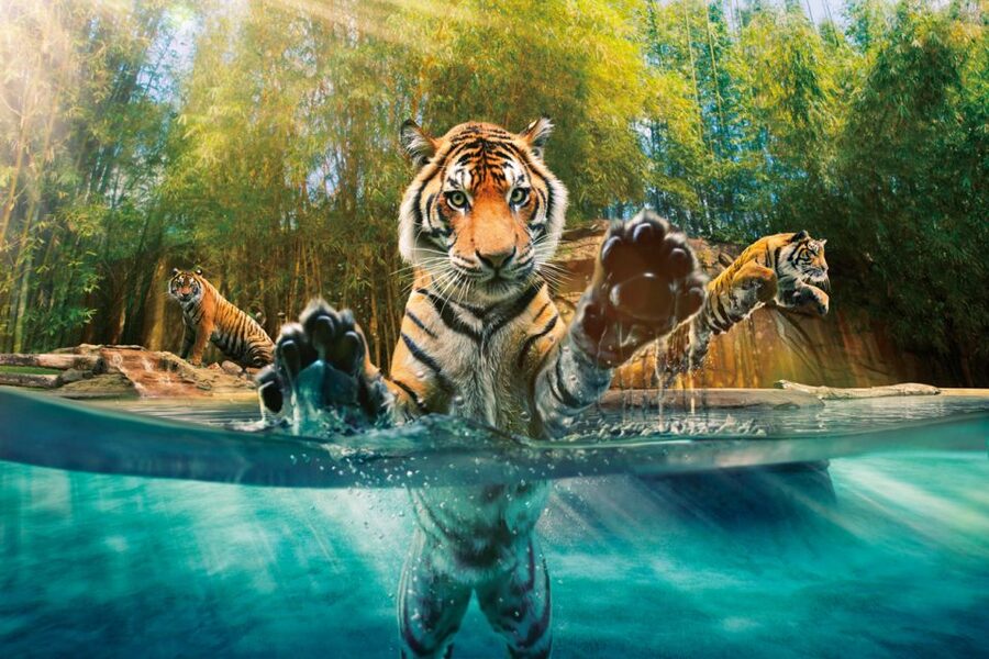 From Brisbane: Australia Zoo Ticket and Roundtrip Transfer - The 6-hour Australia Zoo window and how to use it