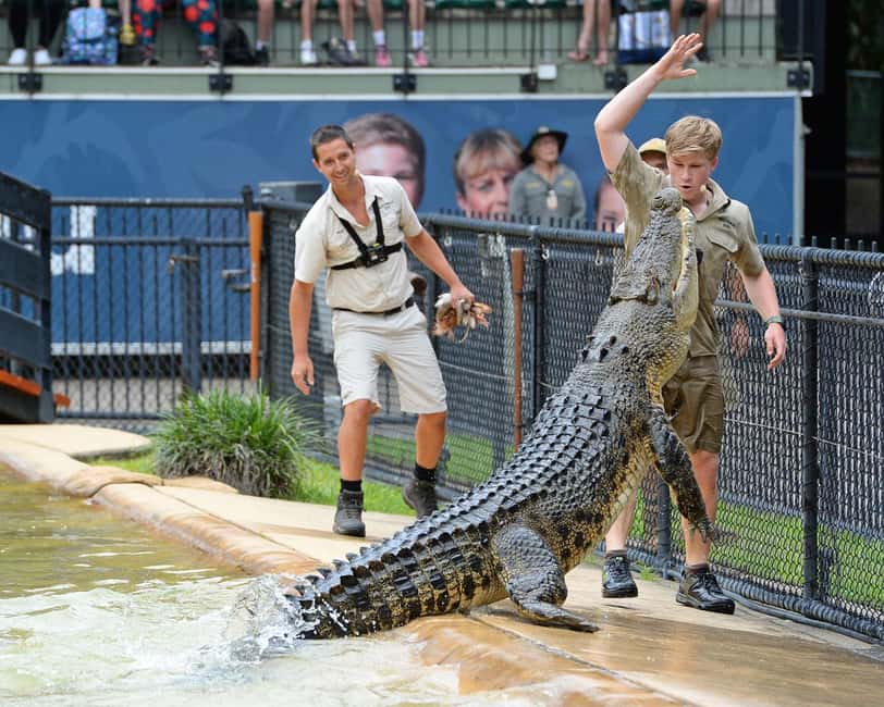 From Brisbane: Australia Zoo Ticket and Roundtrip Transfer - The Crocoseum and Crocodile Hunter legacy shows