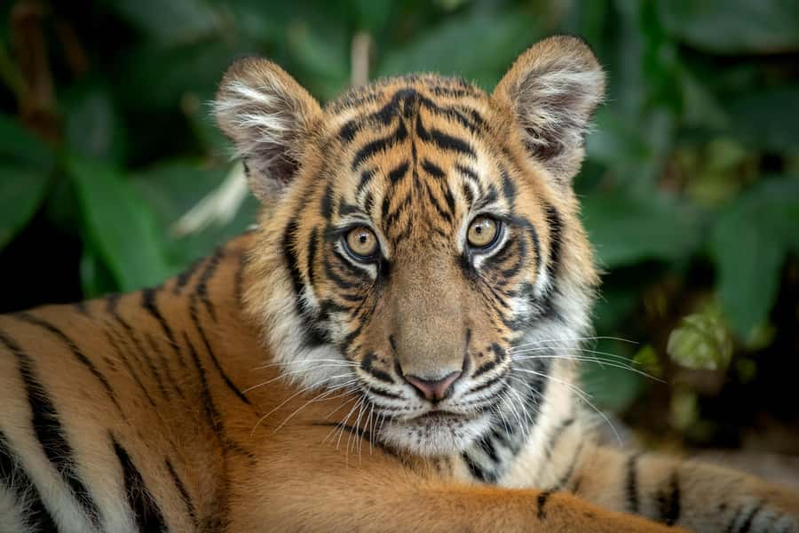 From Brisbane: Australia Zoo Transfer and Entry Ticket - Self-guided exploring with a driver map and route tips