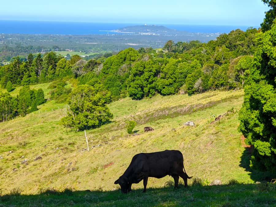 From Brisbane: Byron Bay, Bangalow, and Gold Coast Day Tour - Price and Value: What $187 Buys You