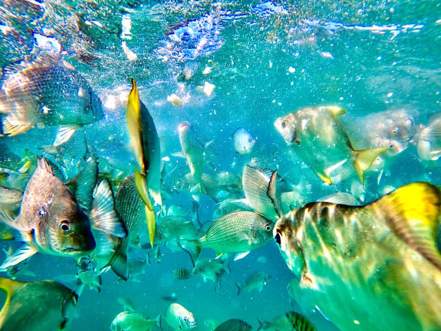From Brisbane: Moreton Island Full-Day Trip - Transparent kayak over clear water: paddling with fish on your side