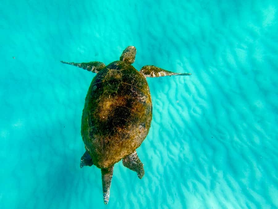From Brisbane: Moreton Island Full-Day Trip - Who should book this Moreton Island trip, and who should pass
