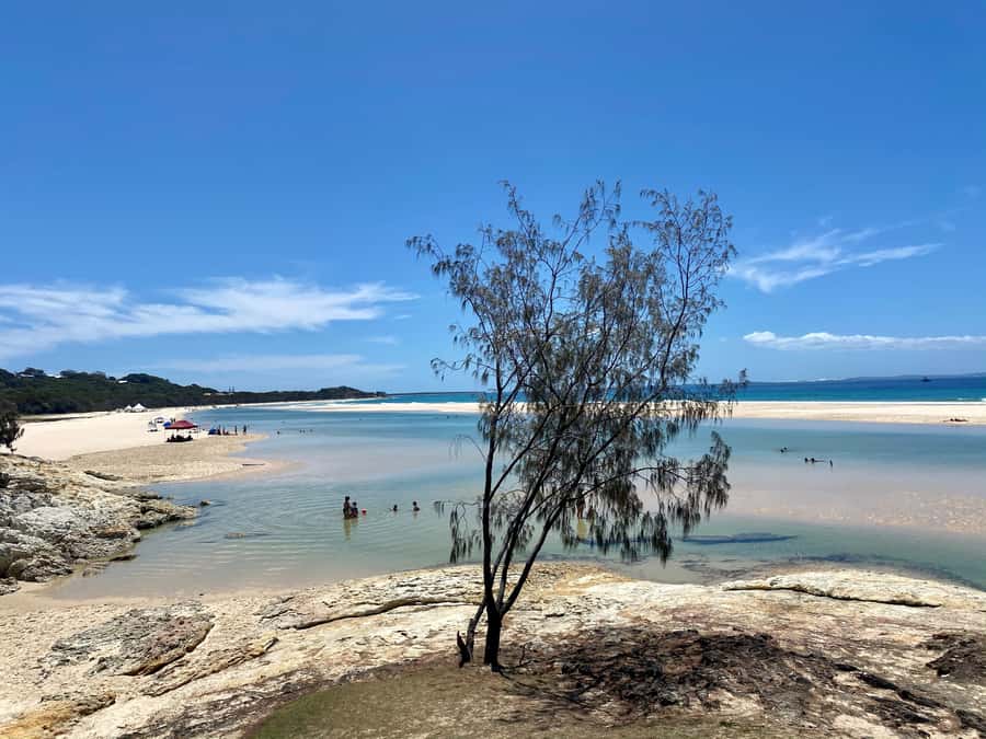 From Brisbane: North Stradbroke Island Wildlife Adventure - Brown Lake and Myora Springs: freshwater first, questions answered later