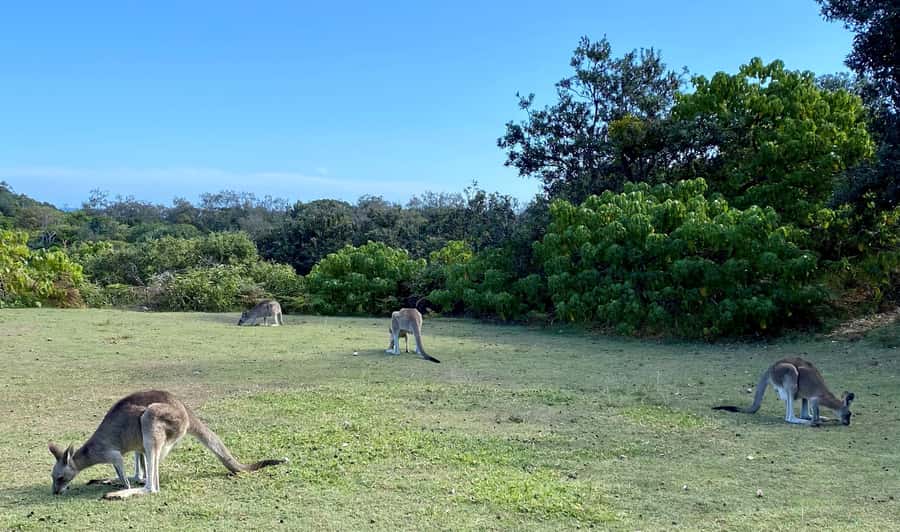 From Brisbane: North Stradbroke Island Wildlife Adventure - Point Lookout lunch break that actually works for different styles