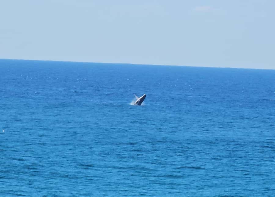 From Brisbane: North Stradbroke Island Wildlife Adventure - Cylinder Beach and limestone coastline time to actually enjoy the island