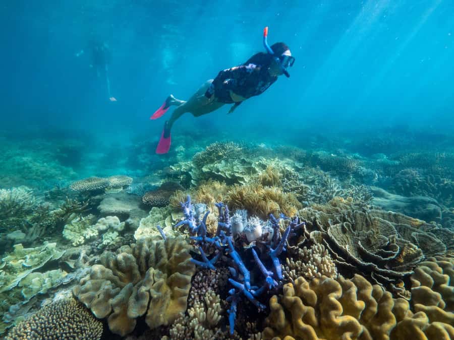From Cairns: 2 Islands 1 day - Fitzroy & Green Islands - Who this trip suits best (and who should look elsewhere)