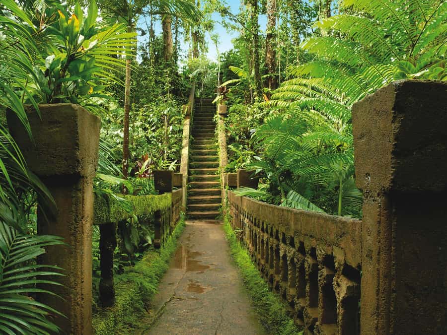 From Cairns: Atherton Tablelands and Paronella Park Day Trip - Devonshire tea by Lake Barrine: a small luxury that fits the day
