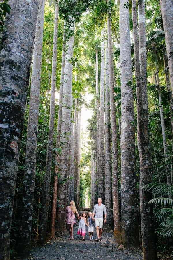 From Cairns: Atherton Tablelands and Paronella Park Day Trip - Goldsborough Valley to Heales Lookout: why this route feels like more than driving