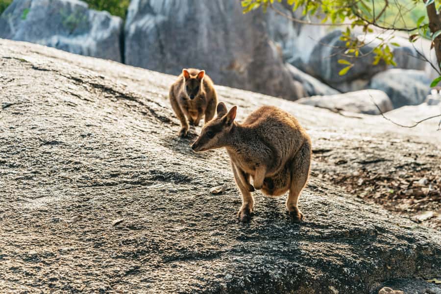 From Cairns: Chillagoe Caves and Outback Full-Day Tour - From Cairns to Chillagoe, the point of this long drive