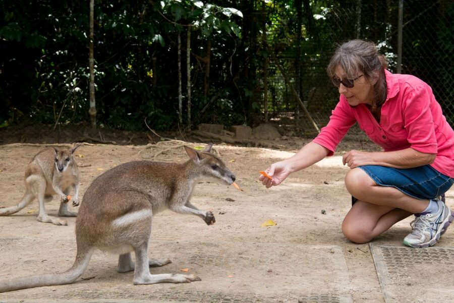 From Cairns: Daintree Rainforest & Cape Tribulation 4WD Tour - Cape Tribulation Beach Walk and the Lookout Option