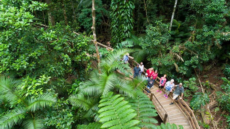 From Cairns: Daintree Rainforest & Cape Tribulation 4WD Tour - Daintree Cruise Centre Stop: A Small Break Before Crocodiles