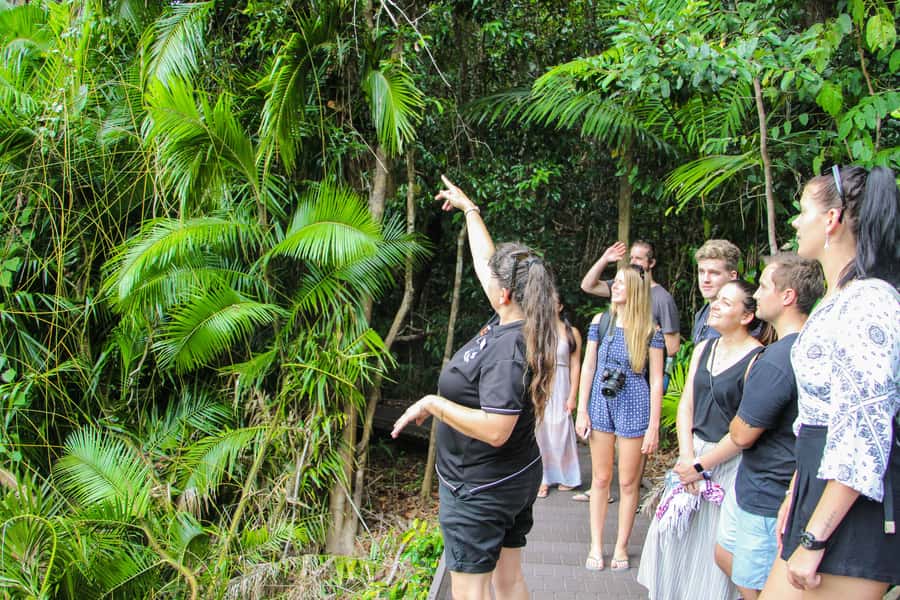 From Cairns: Daintree Wilderness & Cape Tribulation Bus Tour - Key takeaways before you go
