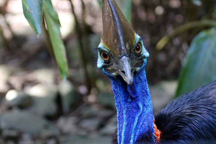 From Cairns: Daintree Wilderness & Cape Tribulation Bus Tour - Guided rainforest walk: how to spot what matters
