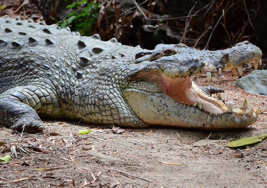From Cairns: Daintree Wilderness & Cape Tribulation Bus Tour - Tropical lunch at Cape Tribulation Resort, then scenic decompression