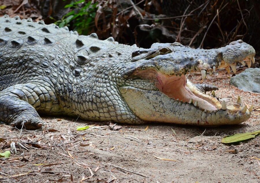 From Cairns: Daintree Wilderness & Cape Tribulation Bus Tour - Daintree River cruise: mangroves, crocodile country, and slow spotting