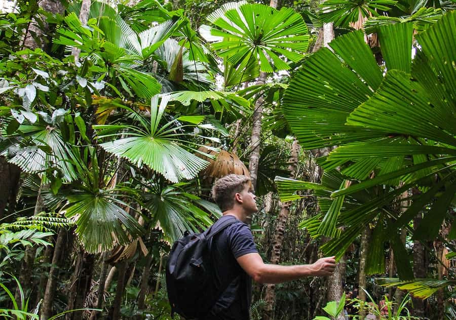 From Cairns: Daintree Wilderness & Cape Tribulation Bus Tour - Who should book this Daintree and Cape Tribulation day tour