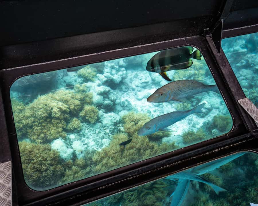 From Cairns: Full-Day Green Island Cruise - Buffet Lunch Timing: Food, Energy, and the Damp-Suit Question