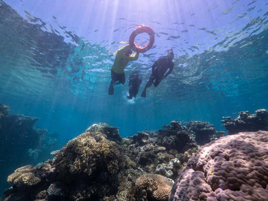From Cairns: Great Barrier Reef Cruise by Premium Catamaran - First reef swim: coaching, snorkeling time, and relaxing between breaks