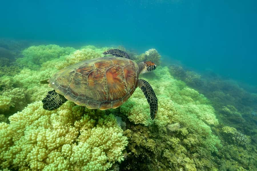From Cairns: Green Island Full-Day Cruise - Snorkeling gear: what the included option really changes