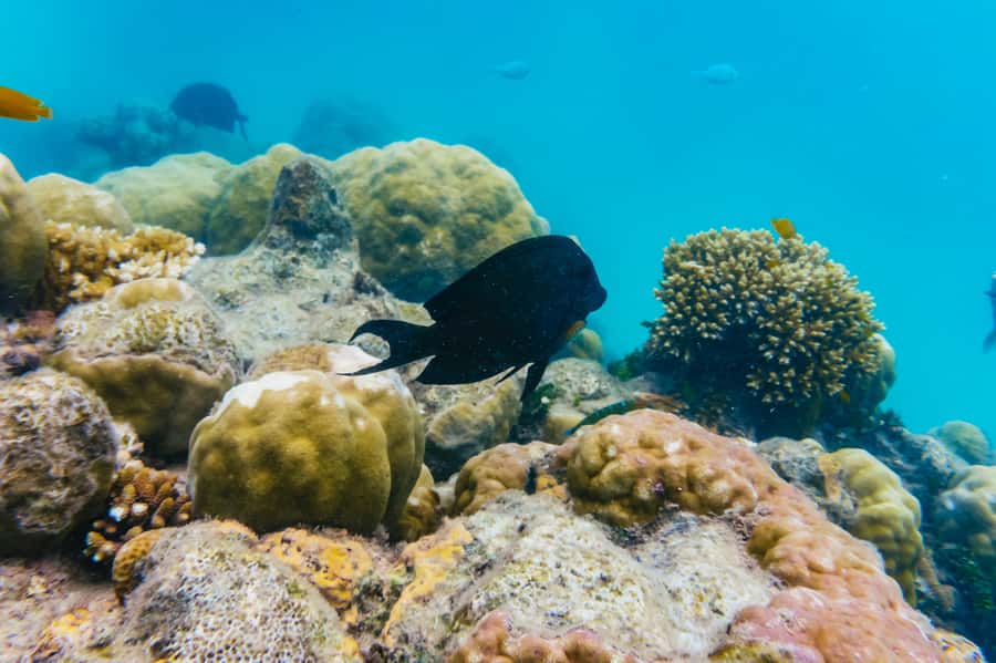 From Cairns: Green Island Full-Day Cruise - Lunch on the island: choose the option that matches your expectations
