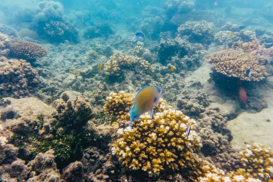 From Cairns: Green Island Full-Day Cruise - Getting the reef view: glass-bottom vs semi-sub window time