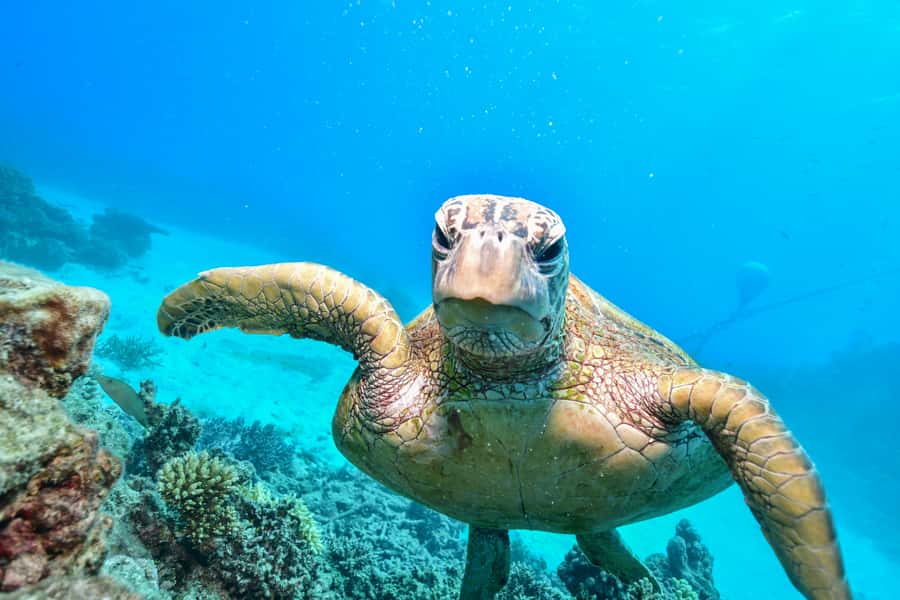 From Cairns: Green Island Half-Day Morning Cruise - Who should book this Green Island half-day cruise?