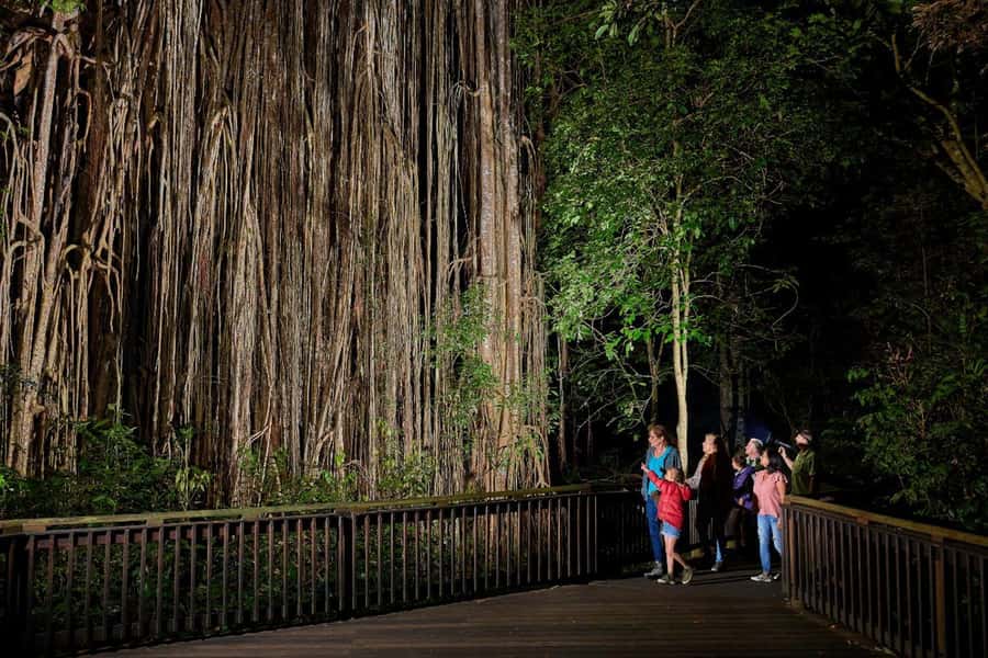 From Cairns: Rainforest & Nocturnal Wildlife Tour - Lake Barrine afternoon tea, then a rainforest walk in daylight