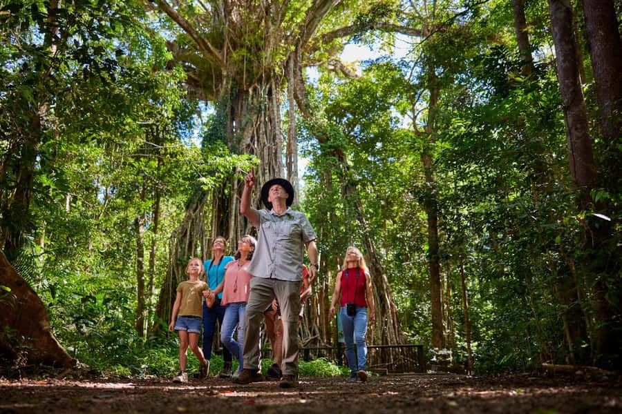 From Cairns: Rainforest & Nocturnal Wildlife Tour - Spotlighting in the rainforest: what you might realistically find