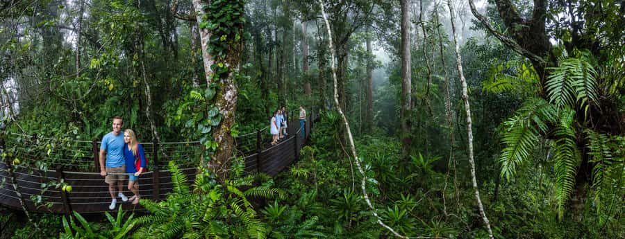 From Cairns: Self-Guided Kuranda Trip with Train and Skyrail - Skyrail Rainforest Cableway: treetop views and Barron Falls moments